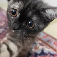 گربه خانگی|گربه|ساری, |دیوار