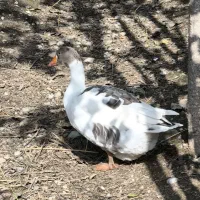 غاز دورگ|حیوانات مزرعه|گرگان, |دیوار