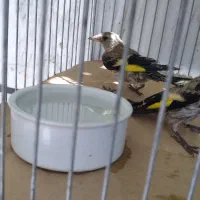 جوجه  سهره ‌نر‌‌ پا‌بلند  معاوضه ‌با قناری