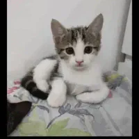بچه گربه ها واگذاری هستن