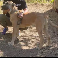 سگ سرابی دزدیده شده از مراغه روستای قشلاق|حیوانات|مراغه, |دیوار
