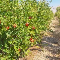 اجاره باغ انار|اجارهٔ دفتر صنعتی، کشاورزی، تجاری|دهاقان, |دیوار