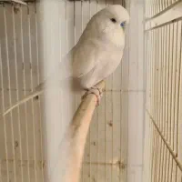 مرغ عشق انگلیسی و پروانه ای|پرنده|مشهد, مقدم|دیوار