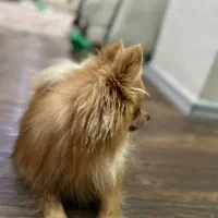 پامرانین|سگ|شاهین‌شهر, خانه کارگر|دیوار