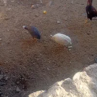 مرغ و خروس شاخدار