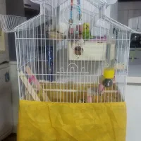 مرغ عشق|پرنده|محمدیه-قزوین, |دیوار