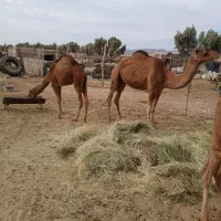 شتر|حیوانات مزرعه|گوهرکوه, |دیوار