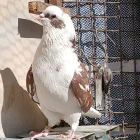 کبوتر شمرونی اصل