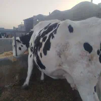گاوشیری گوساله هلشتاین تلیسه