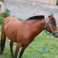 نریان شش سال|اسب و تجهیزات اسب‌سواری|گرگان, |دیوار