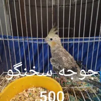 فروش سه عدد عروش هلندی