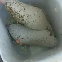 عسل وحشی اندیکا .رنگ طلای