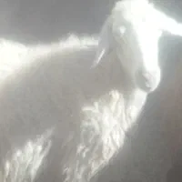 گوسفند|حیوانات مزرعه|فیروزآباد (لرستان), |دیوار