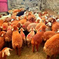 مشتری پسند/نرینه قلمآبی/«گوسفندزنده»درجه1فقط 3روز