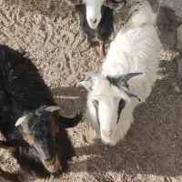 نر بز تکه و بزغاله نر و ماده در سربیشه|حیوانات مزرعه|سربیشه, |دیوار