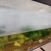 آکواریوم سالم با وسایل|ماهی|بهبهان, |دیوار