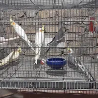 جوجه عروس هلندی|پرنده|هشتگرد, فاز ۱ مهستان|دیوار