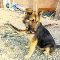 سگ نگهبان|سگ|قم, جمکران|دیوار