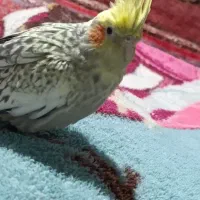 عروس هلندی
