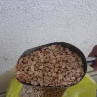 بادام زمینی برای کره گیری ارسال رایگان