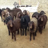 بره گوسفند|حیوانات مزرعه|بوئین زهرا, |دیوار