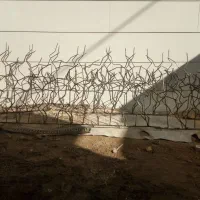 6 متر نرده شاخ گوزنی