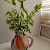 گل و گیاه|گل و گیاه طبیعی|شاهین دژ, |دیوار