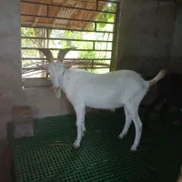 بز نر سانن