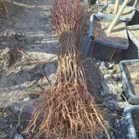 درخت ریشه ایی بادام مامایی شاهرودی نهالستان|خدمات باغبانی و درختکاری|فلاورجان, |دیوار