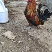 خروس