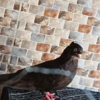 ۶ عدد کبوتر|پرنده|مسجد سلیمان, |دیوار