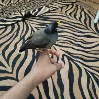 مرغ مینا|پرنده|بندر ماهشهر, |دیوار