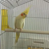 عروس هلندی لوتینو کشیده زیبا