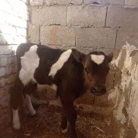 گوساله نر شیری ۲۵روزه|حیوانات مزرعه|خمینی‌شهر, |دیوار