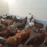 تعداد محدودی جوجه مرغ 3.5ماهه
