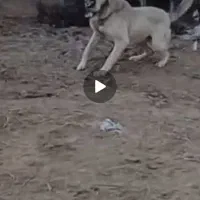 سرابی نگهبان