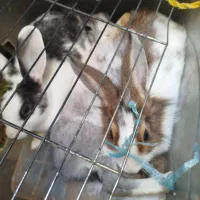 خرگوش دونه ای ۳۰۰۰۰۰۰|موش و خرگوش|شهریار, شهرک بهاران (ویره)|دیوار