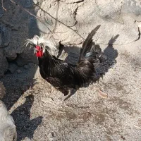 خروس لهستانی