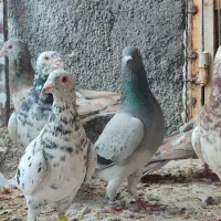 کفتر جنگنده|پرنده|اندیمشک, |دیوار