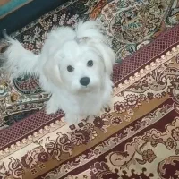 سگ پا کوتا خیلی باهوش تربیت شده