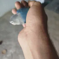 نوکیا ساده