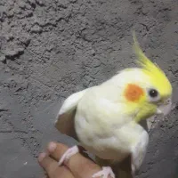 عروس ماده مولد