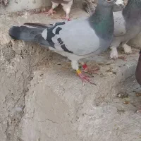 کبوترپلاکی|پرنده|شیراز, ترمینال باربری|دیوار