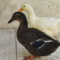 اردک