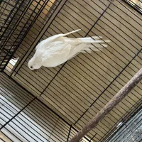 راهب ماده بالغ تن نخورده