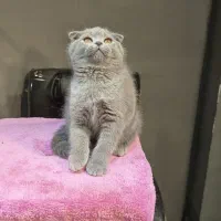 بچه گربه اسکاتیش ماده بلو