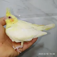 طوطی عروس سرلاکی.تک بالغ .جفت بالغ|پرنده|بهبهان, |دیوار
