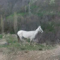 سوییت-اجاره-ای