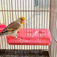 سهره قناری مس پاتیل دهن قشنگ