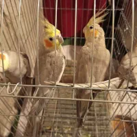 ۴عدد عروس هلندی بالغ|پرنده|مینودشت, |دیوار